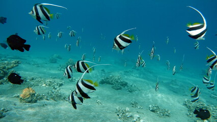 Colorful tropical fish on a coral reef, amazingly beautiful fairy world. In the coral gardens of the Red Sea.
