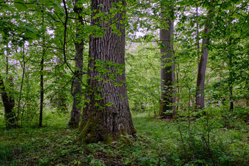 Late springtime deciduous forest with fresh green rich trees around