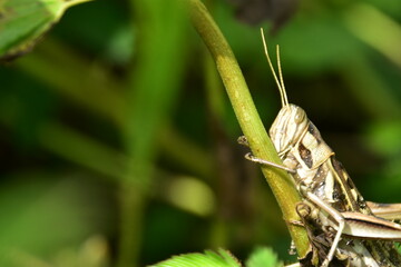 Detailed macro of a striped grasshopper clinging to a green plant stem. A vertical view of the insect in its natural habitat.