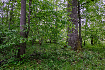 Late springtime deciduous forest with fresh green rich trees around