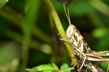 Detailed macro of a striped grasshopper clinging to a green plant stem. A vertical view of the insect in its natural habitat.
