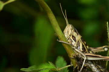 Detailed macro of a striped grasshopper clinging to a green plant stem. A vertical view of the insect in its natural habitat.