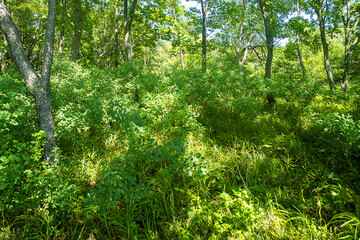 Dendrology, oakery. Light forest of Mongolian oak, Quercus mongolica, with abundance of young trees, which indicates renewability of stand and overall health of forest. Sikhote-alin Mountains