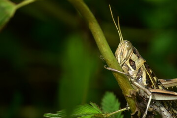 Detailed macro of a striped grasshopper clinging to a green plant stem. A vertical view of the insect in its natural habitat.