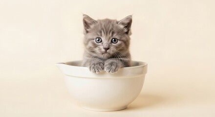 An adorable cute cat, a fluffy grey kitten with big blue eyes, curiously peeking out of a white kitchen whisking bowl.
