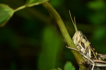 Detailed macro of a striped grasshopper clinging to a green plant stem. A vertical view of the insect in its natural habitat.