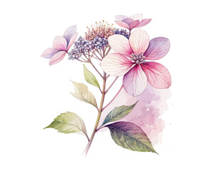 watercolor elder flower vector illustration isolated on white background