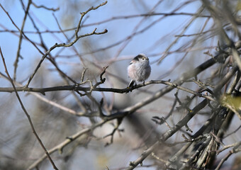 The long-tailed tit mimicry in nature and its lookalike with a tree branch