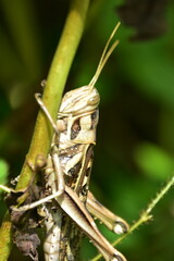 A brown grasshopper with striped patterns clings to a plant stalk. Tight macro shot with a dark, natural background.