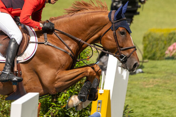 Springpferdeportrait über dem Sprung © Nadine Haase