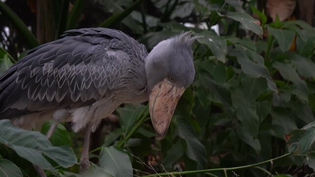 A shoebill (Balaeniceps rex) bows down.