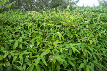 Sasa kurilensis. West Sakhalin Mountains, hill country. Glade of ilver fir-spruce taiga forest, Sea of Japan. Damp taiga meadows. Japanese herbal medicine