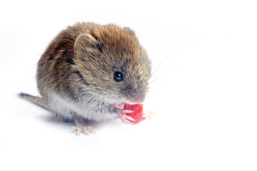 Wild Voles in different life situations (food, movement, in hand, with different objects in the enclosure). A series of isolates on a white background. With red viburnum fruits