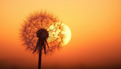 A delicate dandelion seed head silhouetted against the warm glow of the setting sun, embodying tranquility and the beauty of simple moments