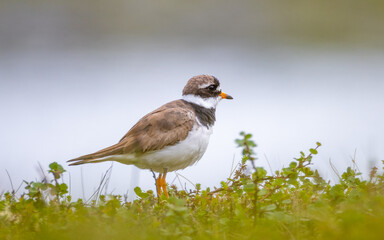 A small mountain bird called Ringed Plover, is a small, robust wader with a widespread breeding range, extending across the Arctic and subarctic regions. Close up in green surroundings.
