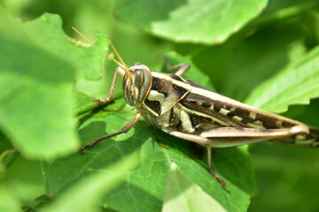 A high-angle macro view of a brown and yellow grasshopper resting among lush green foliage in its natural environment.