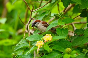 House Sparrow