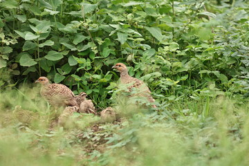 Francolin Family