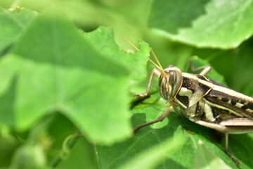 A high-angle macro view of a brown and yellow grasshopper resting among lush green foliage in its natural environment.