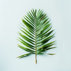 Single palm frond on light blue background