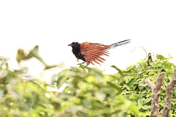 Greater Coucal