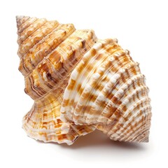 Obraz premium Close-up of a spiral seashell, tan and white stripes, intricate patterns