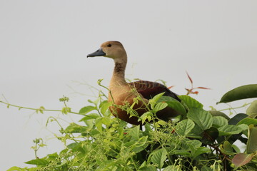 Duck on tree