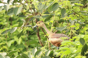 Duck on tree