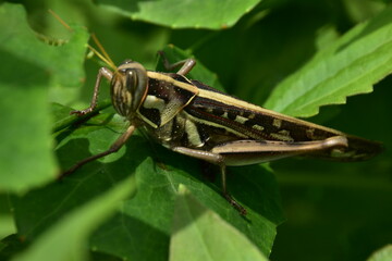 A brown grasshopper with intricate patterns shown in profile while resting on a vibrant green leaf. Macro photography captures fine details.