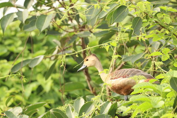 Duck on tree