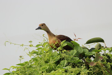 Duck on tree