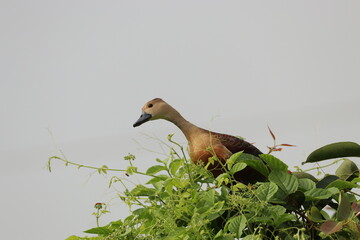 Duck on tree
