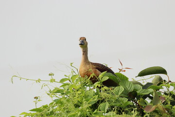 Duck on tree