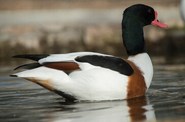 Common Shelduck Tadorna tadorna - male, Volpoca . Bonassai. Sassari. Sardinia. Italia