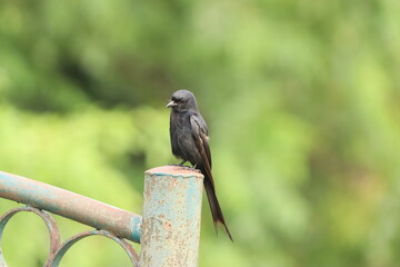 Drongo