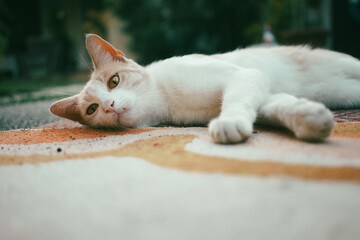 Beautiful young white kitten on the carpet