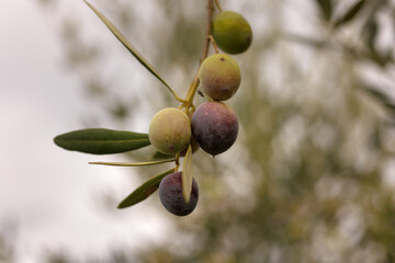 Olives vertes et noires dans un olivier