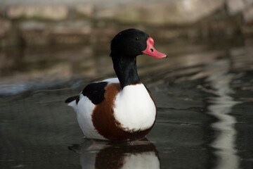 Common Shelduck Tadorna tadorna - male, Volpoca . Bonassai. Sassari. Sardinia. Italia
