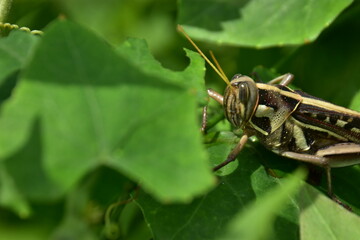 A high-angle macro view of a brown and yellow grasshopper resting among lush green foliage in its natural environment.