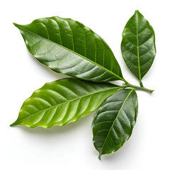 Obraz premium Fresh green coffee leaves with smooth texture and glossy surface.