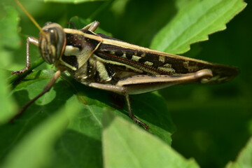 A brown grasshopper with intricate patterns shown in profile while resting on a vibrant green leaf. Macro photography captures fine details.