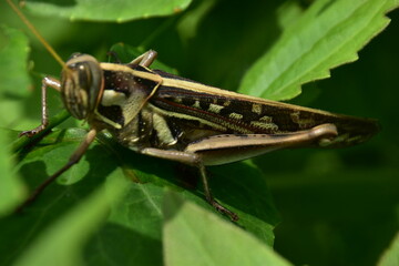 A brown grasshopper with intricate patterns shown in profile while resting on a vibrant green leaf. Macro photography captures fine details.