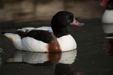 Common Shelduck Tadorna tadorna - male, Volpoca . Bonassai. Sassari. Sardinia. Italia