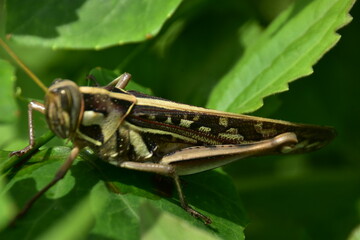 A brown grasshopper with intricate patterns shown in profile while resting on a vibrant green leaf. Macro photography captures fine details.
