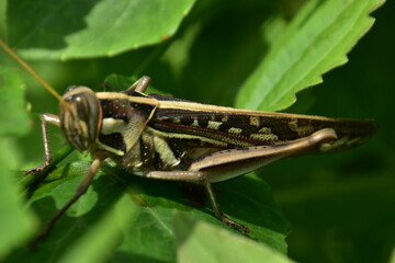 A brown grasshopper with intricate patterns shown in profile while resting on a vibrant green leaf. Macro photography captures fine details.