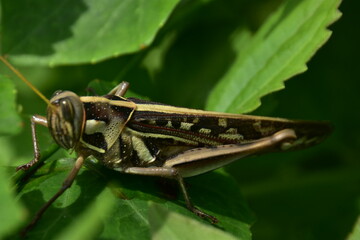 A brown grasshopper with intricate patterns shown in profile while resting on a vibrant green leaf. Macro photography captures fine details.