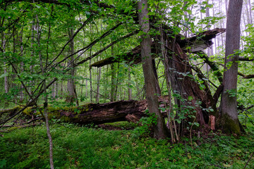 Late springtime deciduous forest with fresh green rich trees around