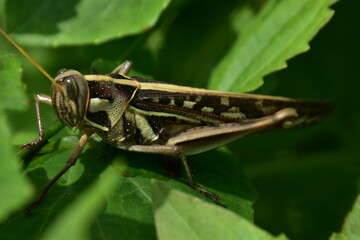 A grasshopper rests on a vibrant green leaf, captured in a detailed close-up.