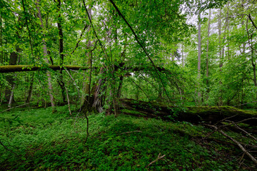 Late springtime deciduous forest with fresh green rich trees around