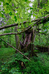 Late springtime deciduous forest with fresh green rich trees around